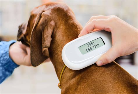 Microchipping your pets: How does it work?
